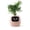 Pink, variant on PLANTSIO Smart pet Planter Robot Guidance on Plant Care with Emojis, Adorable Plant Companion with Rich Gesture Interaction, Neat Desk Setup Gift (Green)