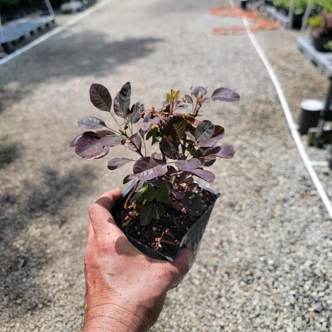 Velveteeny™ Dwarf Purple Smokebush ( cotinus ) - Live Plant ( 1 QT ) - Full Sun - Compact Habit