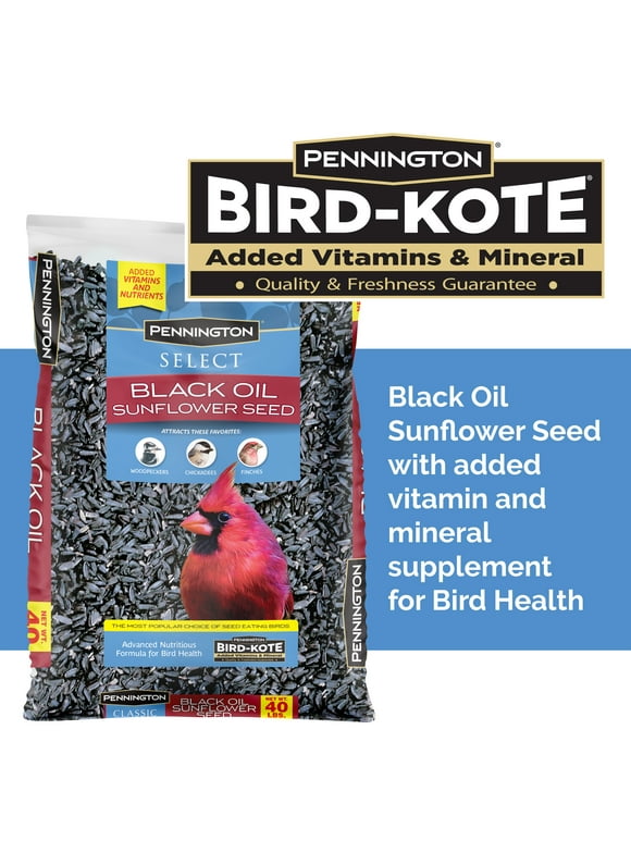 Bird Seeds in Bird Feed