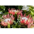 thumbnail image 6 of 5 Giant KING PROTEA Cynaroides Sugarbush Rare 12" Flower Seeds, 6 of 11
