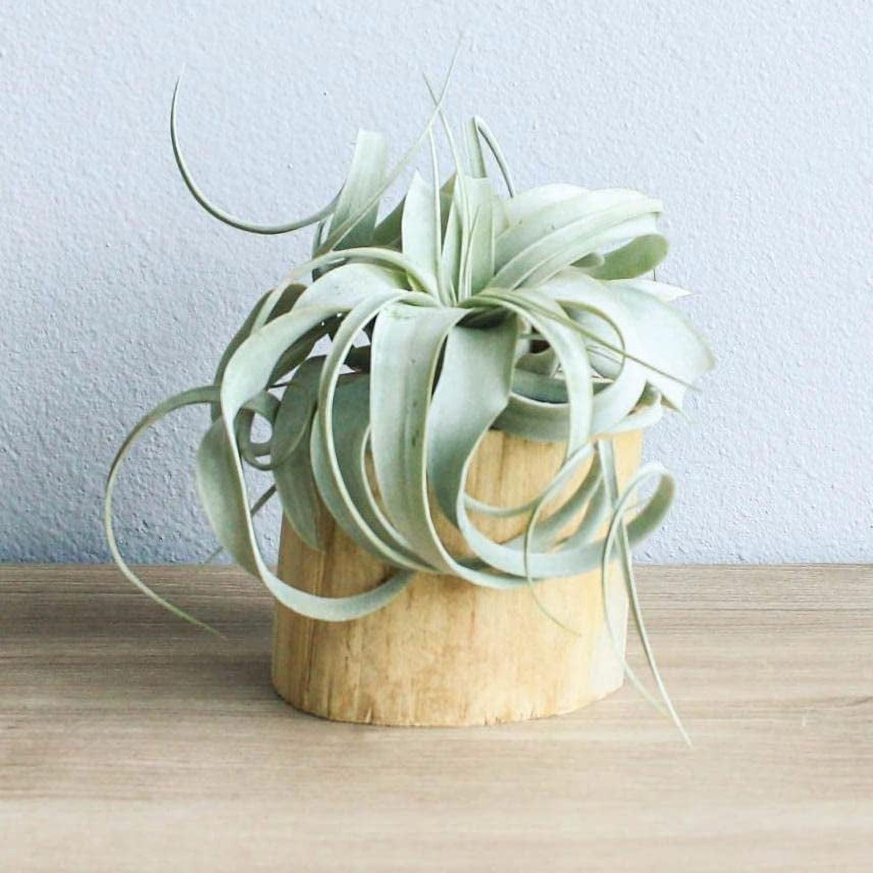 Air plant shop Driftwood Containers with Small Xerographica air Plants- Wholesale and Bulk - Succulents - Live Tillandsia - Easy Care Indoor and Outdoor House Plants (Pack of 1)