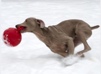 Jolly Pets Mini Tug n Toss Ball Dog Toy, 4", Red