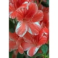 thumbnail image 4 of Azalea Dogwood - 20 Live Plants - Pink and Red Flowering Rhododendron, 4 of 6