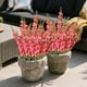 thumbnail image 4 of Simulation Morning Glorys Plastic Flowers Simulation Flower Bouquet Outdoor Holiday Decoration Home Garden Artificial Flower, 4 of 6