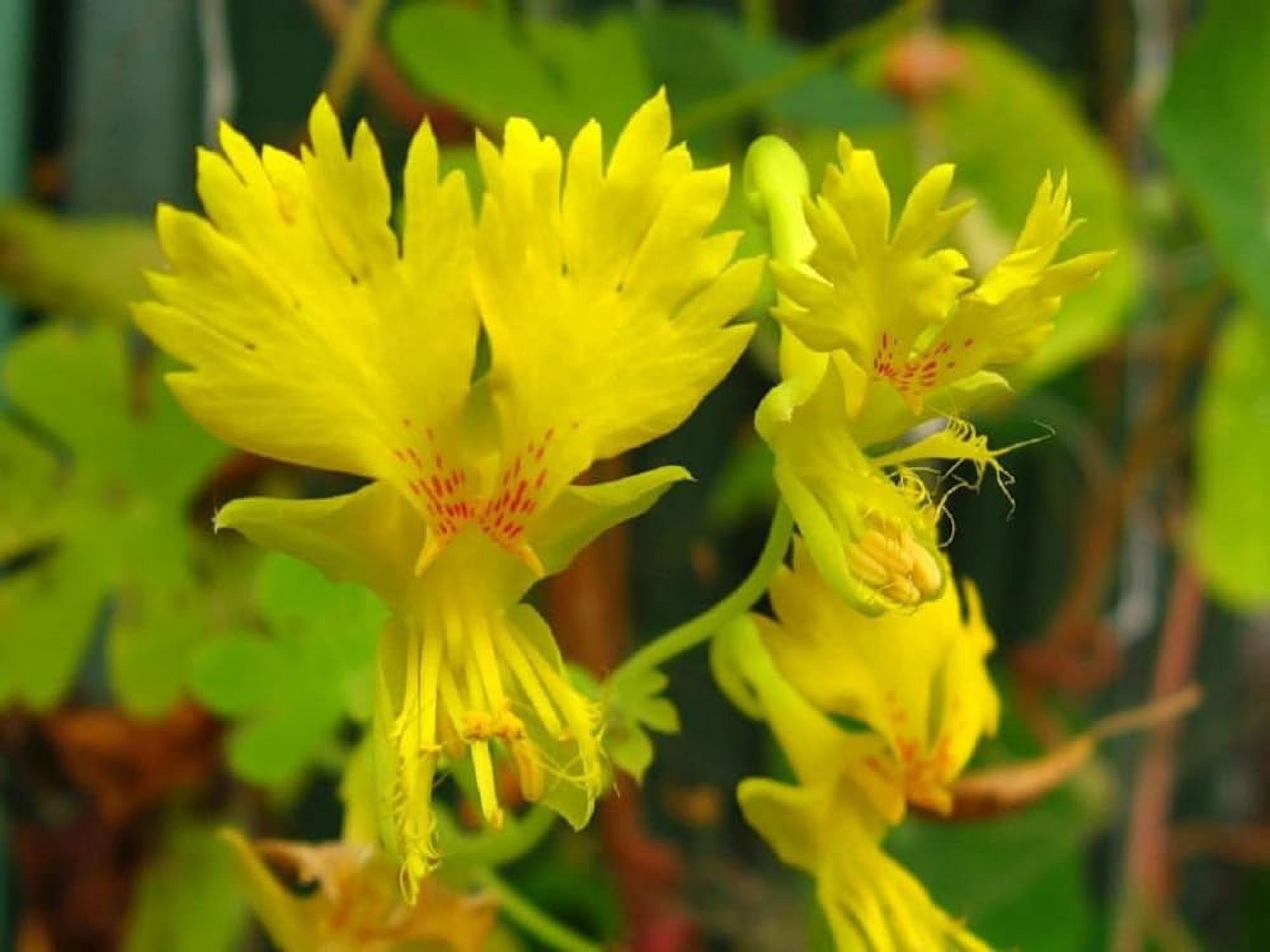 FUN AND GROW SEEDS: OIF8 Seeds Canary Creeper Mix Canarybird Nasturtium ...