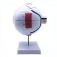 thumbnail image 5 of 3piezas Modelo Anatómico de Ojo Humano Ampliado 6X, Modelo de Ojo Anatómicamente Preciso Anatomía de Ojo Humano para Estudio de Aula de, 5 of 5