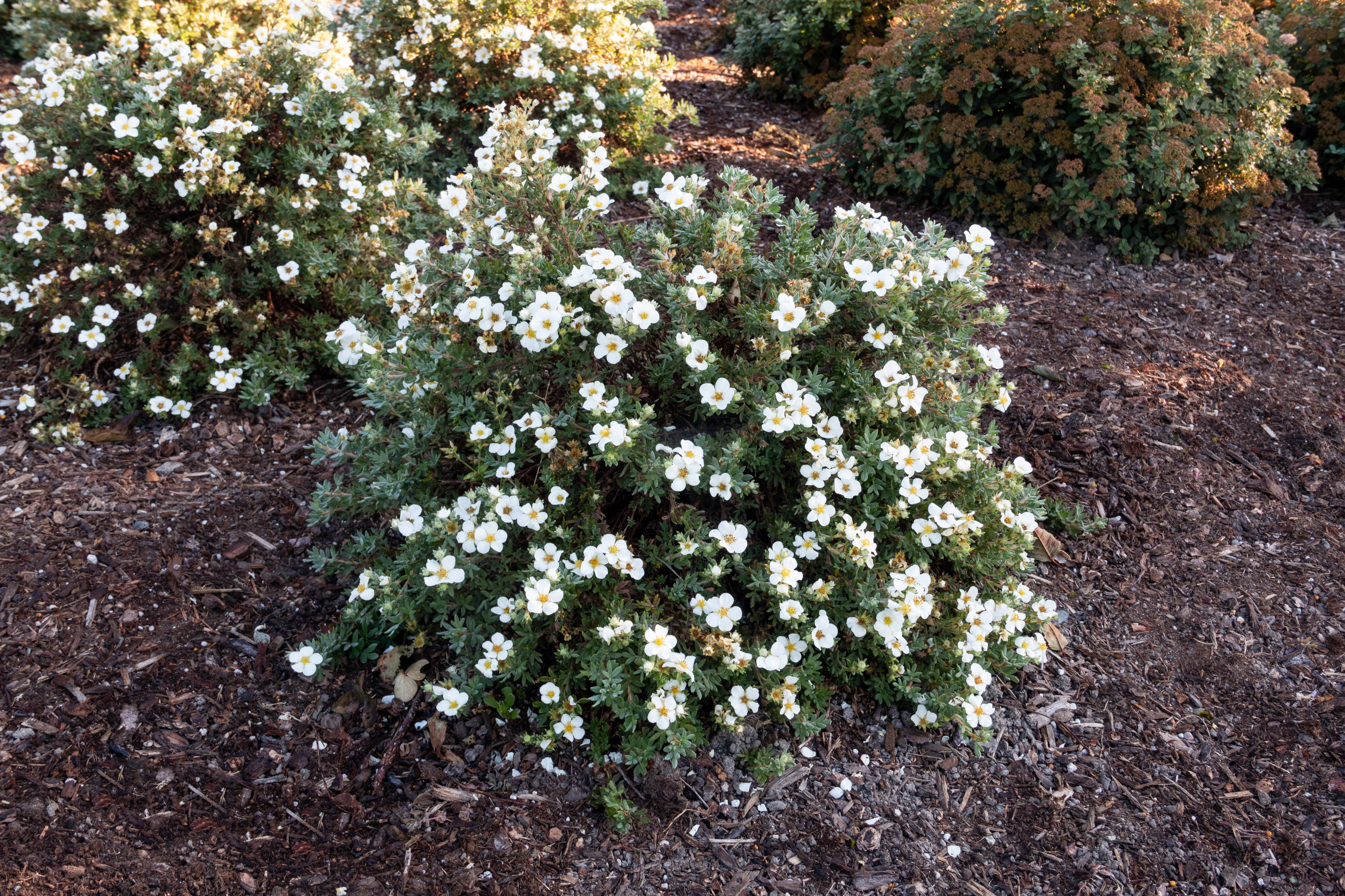 Jumbo Pint Bella Bianca Potentilla Live Shrub, Pure White