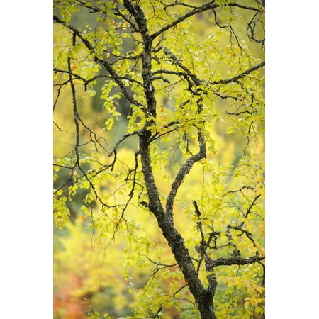 River Birch Wall Art Birch Tree (Betula) by the Oulanka River, Finland, September 2008 Print Wall Art By Widstrand ()