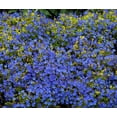 thumbnail image 3 of Gold 'N Sapphires Lithodora diffusa - Hardy Perennial - 4" Pot, 3 of 3