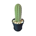 thumbnail image 1 of NAOJIE Cactus Toothpick Holder,Toothpick Holder,Toothpick Dispenser,Toothpicks,3d Printed,Cactus Toothpick Holder,Cactus Toothpick Dispenser,3d Printed Cactus Shape Toothpick Holder Dispenser, 1 of 8