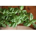 thumbnail image 3 of Large Italian Basil Plant - Pesticide-Free, Outdoor Garden Herb with Pot - Perfect for Pesto & Sauces, 3 of 5