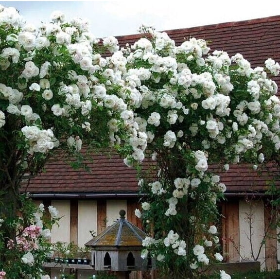 10 Climbing White Rose Seeds Flower Bush Perennial Bloom Shrub Flowers Seed 1302