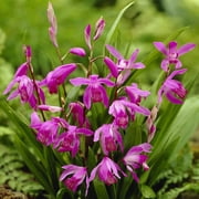 Van Zyverden Bletilla Striata Hardy Garden Orchid Set of 3 Plant Roots Purple Shade Perennial Easy to Grow 1 lb