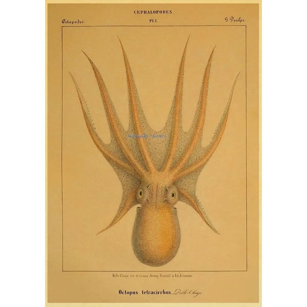 Posters pulpo vintage enmarcados - Alta Calidad - Envío Rápido