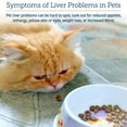 thumbnail image 6 of Rx Vitamins Hepato Support for Dogs & Cats- Liver Support Supplement with Milk Thistle for Dogs and Cats- Hepatic Dog Supplement Enriched with Vitamin B Complex- 180 Capsules, 6 of 9