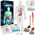 thumbnail image 1 of Modelo anatómico GoBidex, esqueleto de cuerpo humano, 40 piezas, más de 8 años, 1 of 6