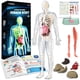 thumbnail image 1 of Modelo anatómico GoBidex, esqueleto de cuerpo humano, 40 piezas, más de 8 años, 1 of 6