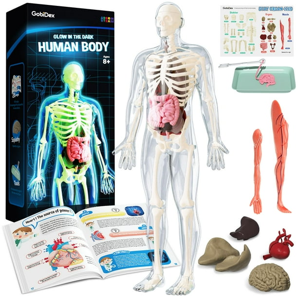 Modelo anatómico GoBidex, esqueleto de cuerpo humano, 40 piezas, más de 8 años