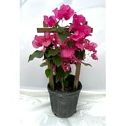 Pink Live Plant Bougainvillea Vine 6" Pot Trellis Fast Growing Full Sun NO CA