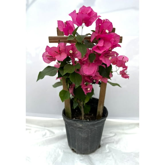 Pink Live Plant Bougainvillea Vine 6" Pot Trellis Fast Growing Full Sun NO CA