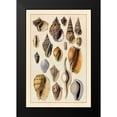 thumbnail image 2 of Sowerby, G.B. 11x14 Black Modern Framed Museum Art Print Titled - Shells: Trachelipoda #6, 2 of 5