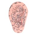 thumbnail image 2 of 6.7in Ear Acupuncture Model Silicone Engraving Ear Massage Acupuncture Model for Home Laboratory, 2 of 5