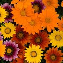 Outsidepride 100 Gazania Day Bright Flower Seeds, Groundcover Mix