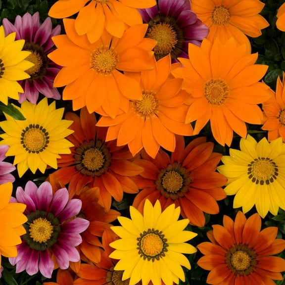 Outsidepride 100 Gazania Day Bright Flower Seeds, Groundcover Mix