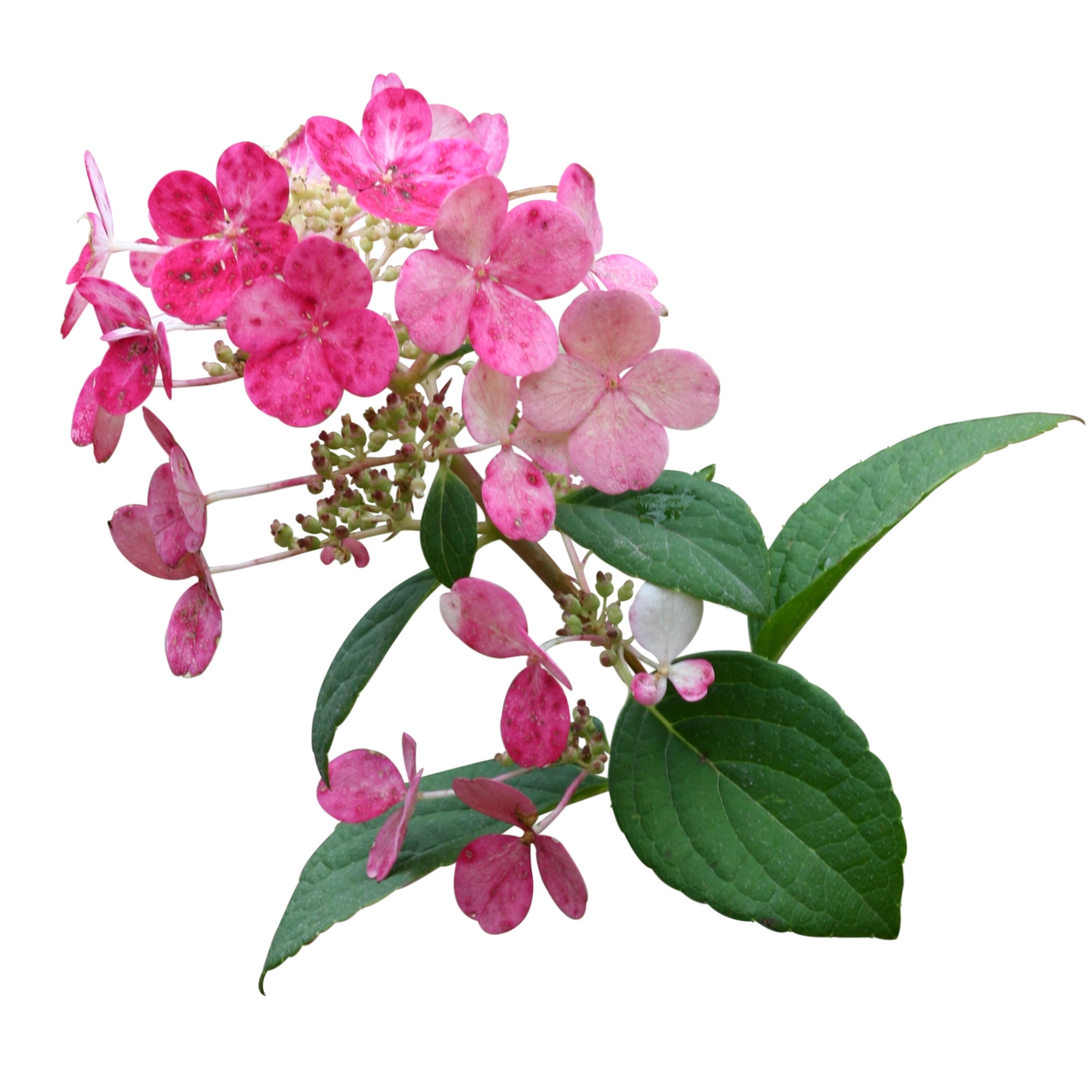Proven Winners ColorChoice 6" Pink Little Quick Fire Panicle Hydrangea Live Plant in 7.5" Pot
