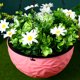 thumbnail image 1 of unbranded 1Ud Maceta Colgante Rosa Para Almacenamiento De Plantas Y Con, 1 of 8