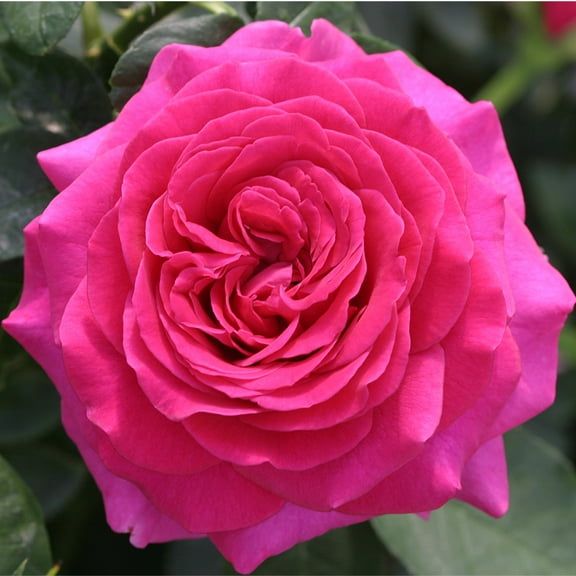 Princess Elise™ Shrub Roses by Heirloom Roses - Magenta Flowers Perfect For Your Garden