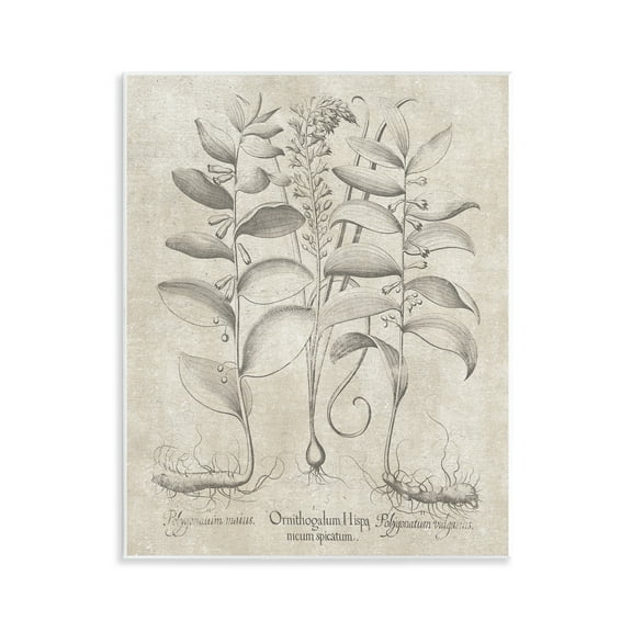 Stupell Industries Vintage Botanical Herb Botanical & Floral Painting Unframed Art Print Wall Art, 11 x 14