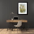 thumbnail image 4 of Johann Friedrich Naumann 18x24 Black Modern Framed Museum Art Print Titled - Brevytes Yellow Cinereocapillus (Savi), Melanocephalus (Lichtenstein), Melanocephalus Xanthophrys, Dendroeca, 4 of 5