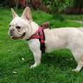thumbnail image 2 of Cómodo arnés y correa para perros con diseño de estrellas para pasear a tu mascota (talla L) para razas grandes y medianas, 2 of 8