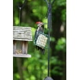 thumbnail image 6 of CountryMax Backyard Seeds No Melt Premium Suet Cakes 12 Pack for Wild Birds, Cardinals, Chickadees, Goldfinches (Woodpecker), 6 of 6
