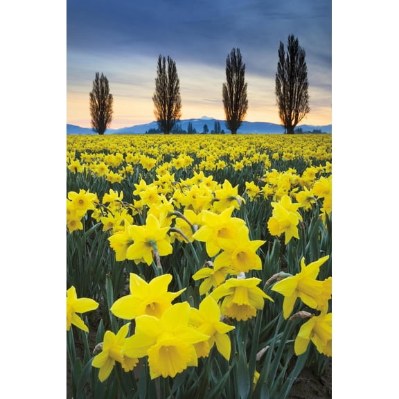 Art.com Skagit Valley Daffodils I Art Print by Alan Majchrowicz, 16" x 24"