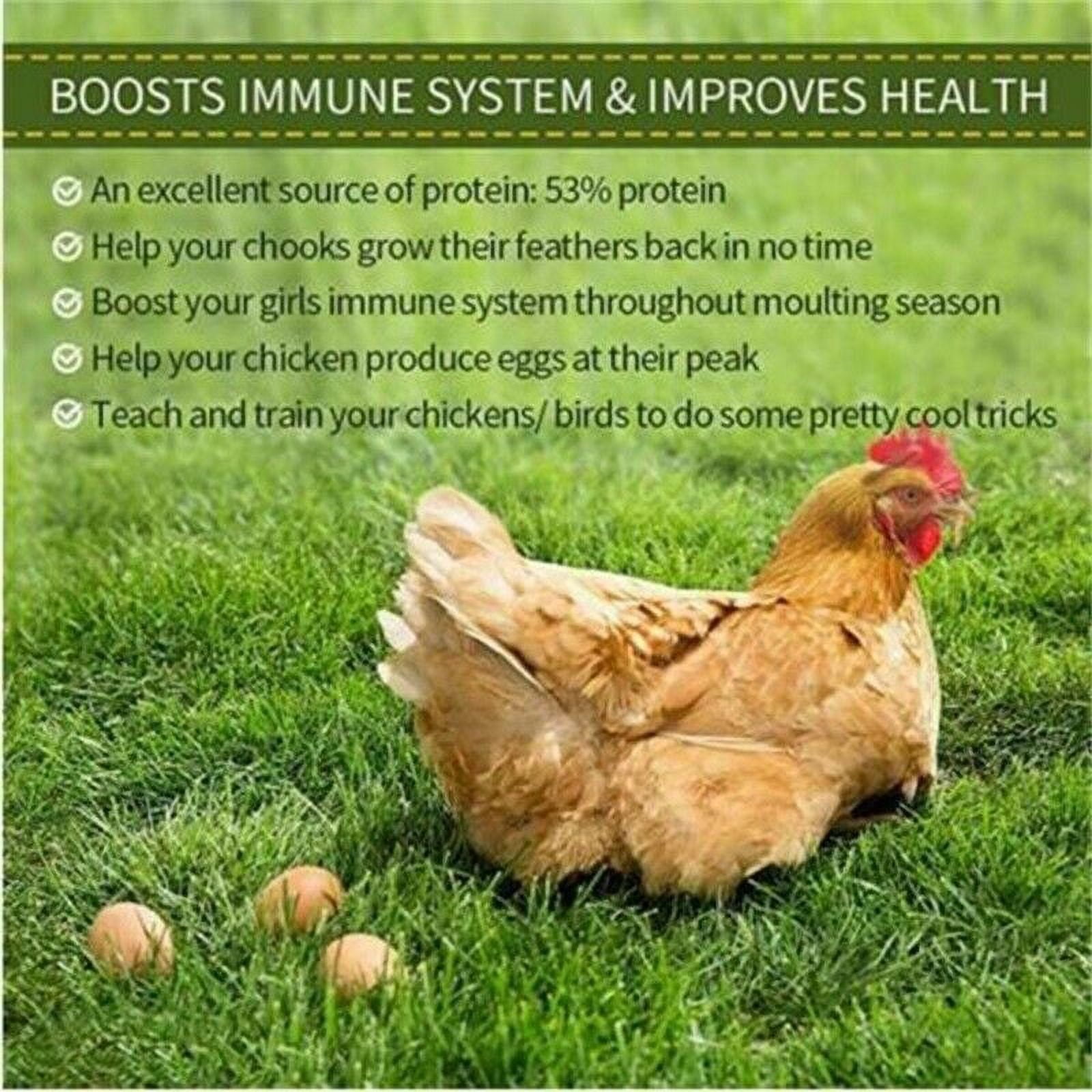 LuckyQ Dried Mealworms for chickens 44 lbs, Organic Pet Supply Meal Worms 100% Natural Treats for Wild Birds, Chickens, Reptiles, Fish, Blue Birds, Turkey, Hamsters Hen, Hedgehog Food