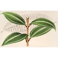 thumbnail image 2 of Charles Antoine Lemaire 18x13 Gold Ornate Wood Frame and Double Matted Museum Art Print Titled - Miconia Pulverulenta, P. Trifasciata (1854-1896), 2 of 4