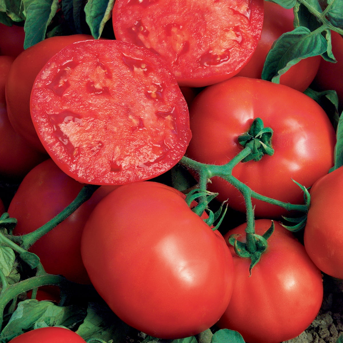 Burpee BushSteak Tomate hybride