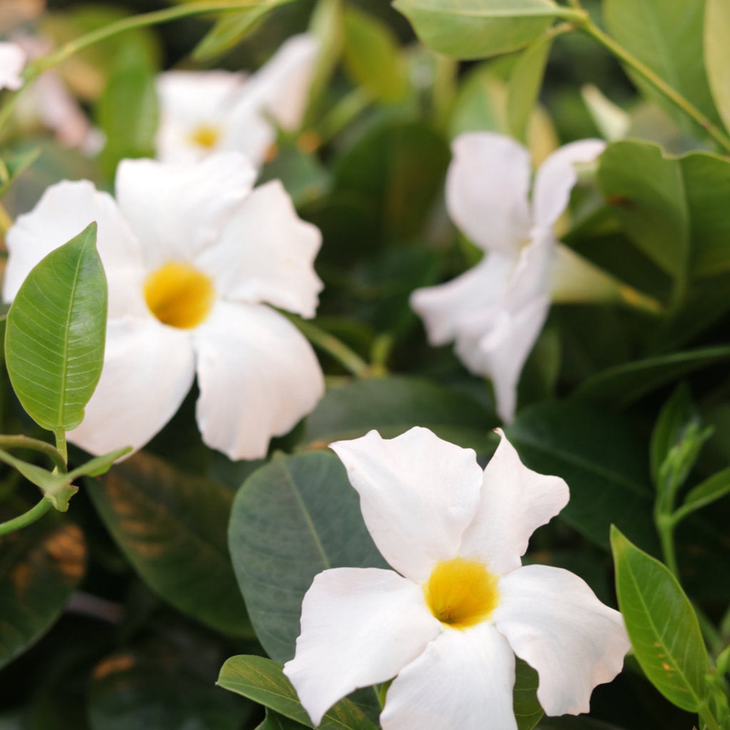 Proven Winners 5" Bombshell White Rocktrumpet Live Plant in 4.5" Pot (4 Count)