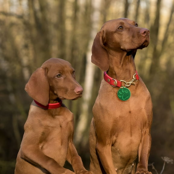 DESIGNICE 3 Pcs Pet Name Tags Personalized Dog Engraved for Pets ID Collar Decoration