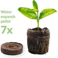 thumbnail image 6 of Jiffy Seed Starter 50mm Peat Pellet Refills - 5 Pack, 80 Large Pellets, 6 of 8
