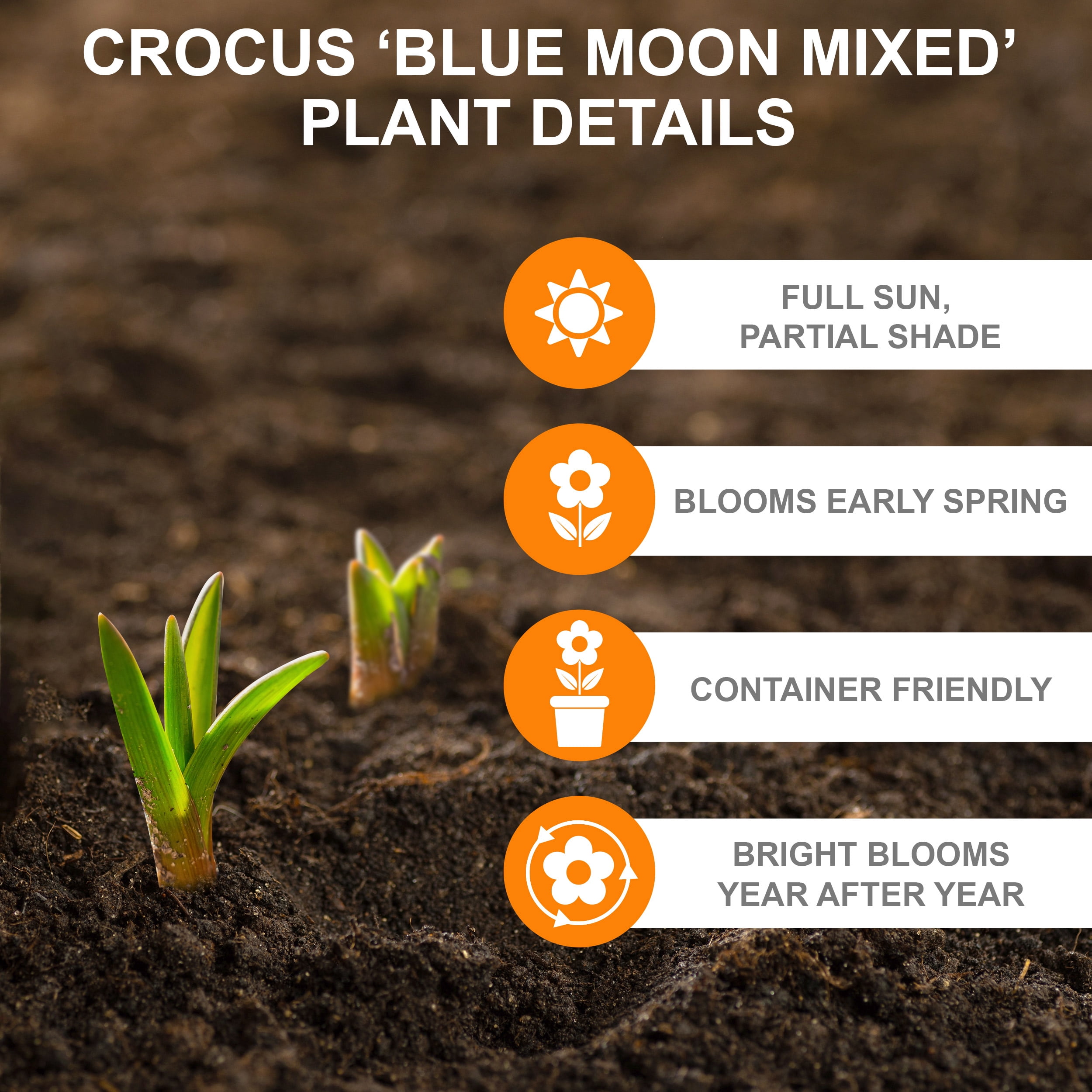 Garden State Bulb Blue Moon Mixed Crocus Flower Bulbs, 8/9cm (Bag of 50)
