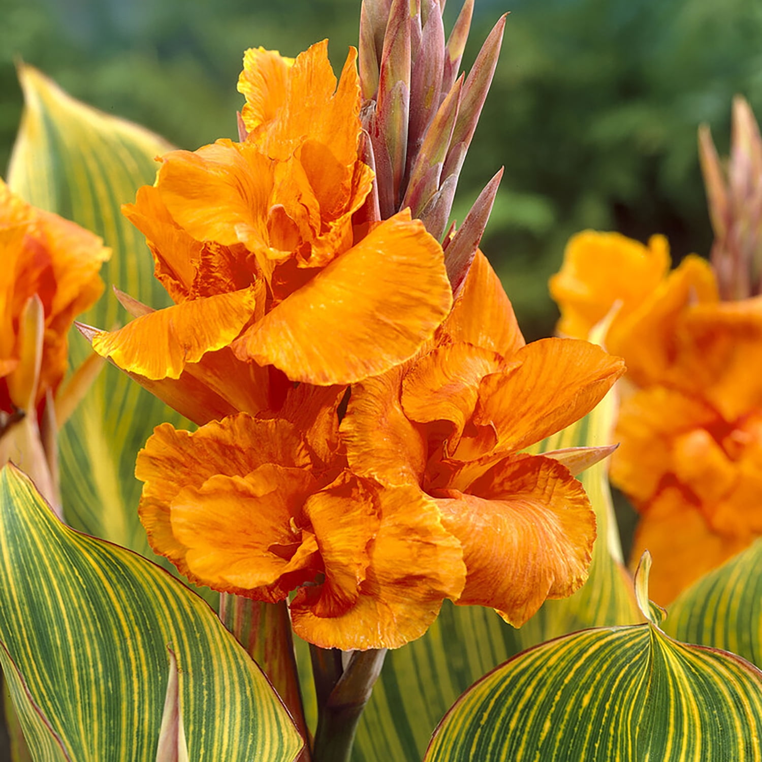 Van Zyverden Giant Cannas Bengal Tiger 3 Bulbs Orange Full Sun Annual Deer Resistant