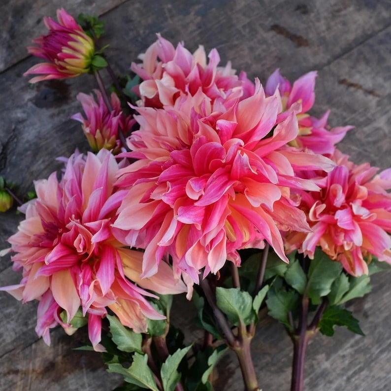 40 Seeds - Dahlia Mix - Pollinator Friendly, Heirloom,, Flower Seeds for Garden Planting