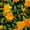 Color 3, variant on Peel and Stick Wallpaper Seamless Bright Orange Yellow Flowers Green Leaves Light 24in x 118in Contact Paper Removable Self Adhesive Wall Mural Wall Decor for Bedroom Kitchen Cabinets