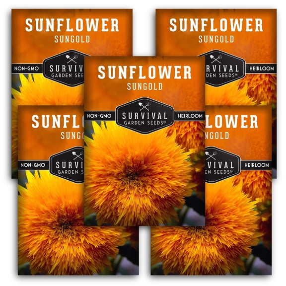 Dwarf Sungold Sunflower Seeds - Full Sun Annual Flower (5 Pack)
