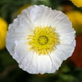 thumbnail image 2 of Eden Brothers Iceland Poppy Seeds - Champagne Bubbles White, 2 of 4