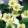 thumbnail image 2 of Outsidepride 400 Nasturtium Plant Seeds, Creamy White Climbing Vine, 2 of 2