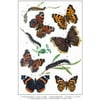 Laminated Vanessa Butterflies and Larva Illustration Butterfly Poster Vintage Poster Prints Butterflies in Flight Wall Decor Butterfly Illustrations Insect Art Poster Dry Erase Sign 12x18